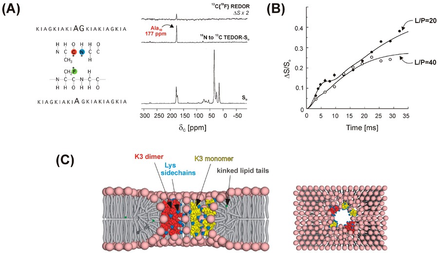 Three decades of REDOR in protein research: a solid-state NMR technique for distance measurement and spectral processing.